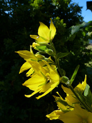 Lysimachia punctata