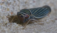 Tylozygus bifidus