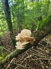 Pleurocybella porrigens