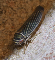 Tylozygus bifidus