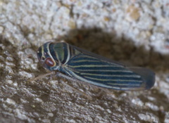 Tylozygus bifidus