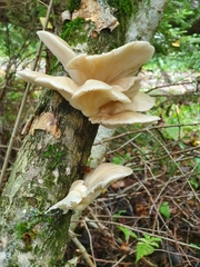 Pleurocybella porrigens