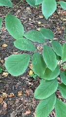 Cladrastis kentukea