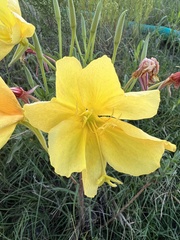 Oenothera macrocarpa