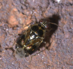 Deraeocoris