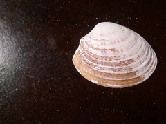 Ezocallista brevisiphonata