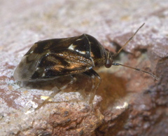 Deraeocoris