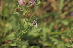 Acontia lucida