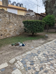 Pavo cristatus