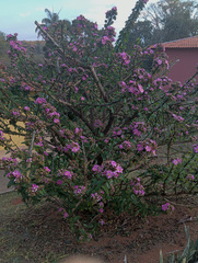Pereskia grandifolia