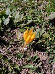 Crocus scharojanii