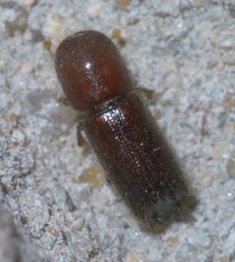 Xyleborus celsus