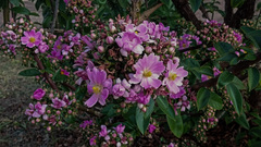 Pereskia grandifolia
