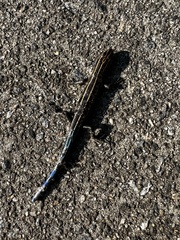 Plestiodon fasciatus