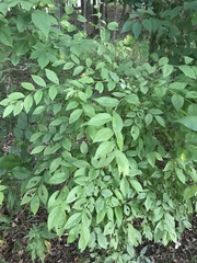 Ulmus alata