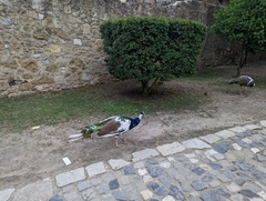 Pavo cristatus