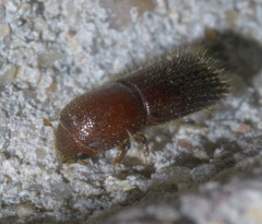 Xyleborus celsus
