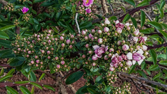 Pereskia grandifolia