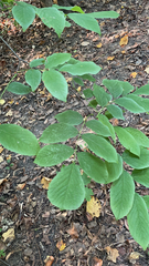 Cladrastis kentukea