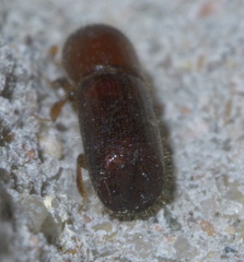Xyleborus celsus