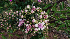 Pereskia grandifolia