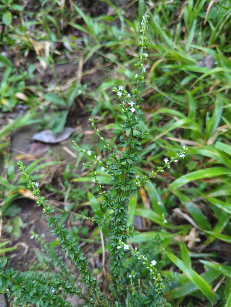 Angulata brasiliensis