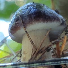 Cyclocybe erebia