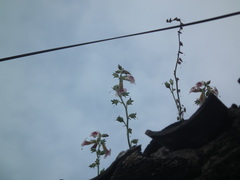 Rehmannia glutinosa