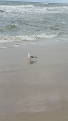 Chroicocephalus ridibundus