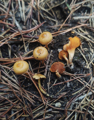 Gymnopilus decipiens