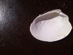 Ezocallista brevisiphonata