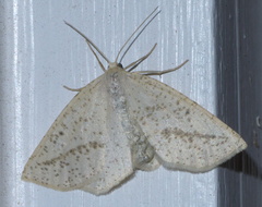 Lychnosea intermicata