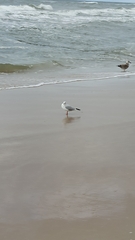 Chroicocephalus ridibundus