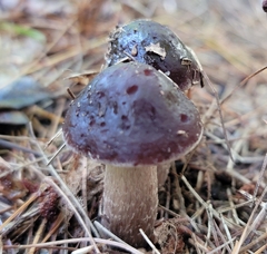 Cyclocybe erebia