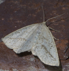 Lychnosea intermicata
