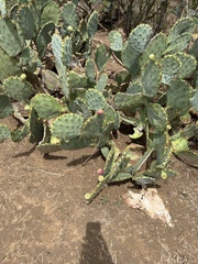 Opuntia lindheimeri