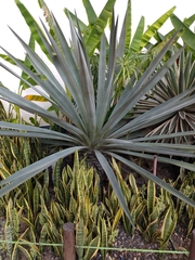 Agave cantala