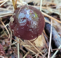 Cyclocybe erebia