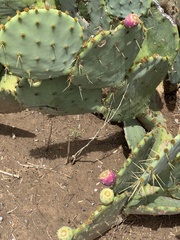 Opuntia lindheimeri