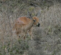 Raphicerus campestris campestris