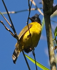 Rubigula flaviventris