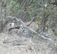 Panthera pardus pardus