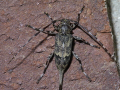 Graphisurus despectus