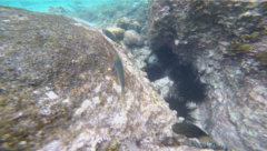 Thalassoma hebraicum