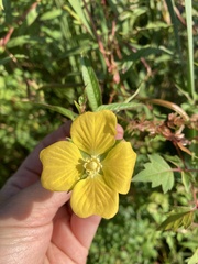 Ludwigia alternifolia