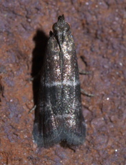 Moodna ostrinella