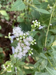 Ageratina altissima