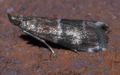 Moodna ostrinella