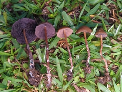 Psilocybe subtropicalis