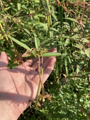 Ludwigia alternifolia
